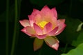 Pink Lotus Flower