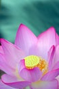 Pink Lotus Flower Royalty Free Stock Photo
