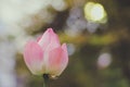 Graceful Serenity: Pink Lotus Flower against a Green Blur Bokeh with Bright Light Background Royalty Free Stock Photo