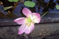 Pink lotus flower, Bangkok