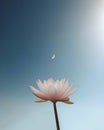 A pink lotus flower bathed in a dreamy light, illuminated by the moon and a glowing sun