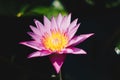Pink Lotus flower beautiful lotus Royalty Free Stock Photo