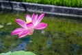 Pink Lotus Flower