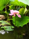Pink lotus flower: beautiful delicate petals in green leaves, a bud half-bloomed, fade. Water lily growing in the dark green water