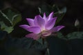 Pink Lotus flower Royalty Free Stock Photo