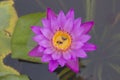 Pink lotus flower and bee Royalty Free Stock Photo