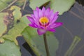 Pink lotus flower and bee Royalty Free Stock Photo