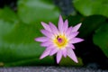Pink lotus flower bloom Royalty Free Stock Photo