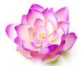 Pink lotus flower in bloom