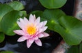 Pink Lotus flower bloom in a pond. Royalty Free Stock Photo
