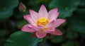 Pink Lotus Flower Bloom with Yellow Stamen Royalty Free Stock Photo