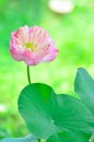 Pink Lotus flower blooming Royalty Free Stock Photo