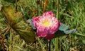 Pink lotus flower blooming close up Royalty Free Stock Photo