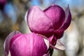 Pink lotus flower in garden