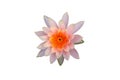 Pink lotus flower blooming Royalty Free Stock Photo
