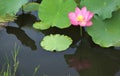 A pink lotus flower blooming among lush leaves Royalty Free Stock Photo