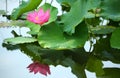 A pink lotus flower blooming among lush leaves in a pond Royalty Free Stock Photo