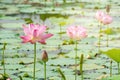 Pink lotus flower blooming among lush leaves in pond under bright summer sunshine Royalty Free Stock Photo