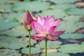 Pink lotus flower blooming among lush leaves in pond under bright summer sunshine Royalty Free Stock Photo