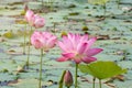 Pink lotus flower blooming among lush leaves in pond under bright summer sunshine Royalty Free Stock Photo