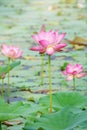 Pink lotus flower blooming among lush leaves in pond under bright summer sunshine Royalty Free Stock Photo