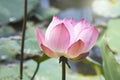 Pink Lotus Flower Blooming Among Lush Leaves In Pond Under Bright Summer Sunshine, It Is A Tree Species That Is Regarded As Your Royalty Free Stock Photo