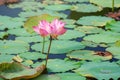 Pink lotus flower blooming among lush leaves in pond under bright summer sunshine, It is a tree species that is regarded as your Royalty Free Stock Photo