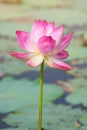 Pink lotus flower blooming among lush leaves in pond under bright summer sunshine, It is a tree species that is regarded as your Royalty Free Stock Photo