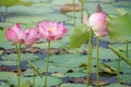 Pink lotus flower blooming among lush leaves in pond under bright summer sunshine, It is a tree species that is regarded as your Royalty Free Stock Photo