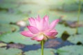 Pink lotus flower blooming among lush leaves in pond under bright summer sunshine, It is a tree species that is regarded as your Royalty Free Stock Photo