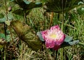 Pink lotus flower blooming in pool Royalty Free Stock Photo