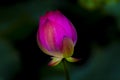 Pink lotus flower blooming in the pool Royalty Free Stock Photo