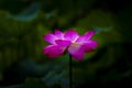 Pink lotus flower blooming in the pool Royalty Free Stock Photo