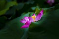 Pink lotus flower blooming in the pool Royalty Free Stock Photo