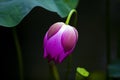 Pink lotus flower blooming in the pool Royalty Free Stock Photo