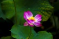 Pink lotus flower blooming in the pool Royalty Free Stock Photo