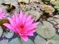 A pink lotus flower that is almost blooming in a pool of water Royalty Free Stock Photo