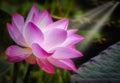 Pink lotus flower blooming with sunshine and nature background Royalty Free Stock Photo