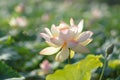 Pink lotus flower blooming on tranquil water surface with lily pads, tropical garden beauty Royalty Free Stock Photo