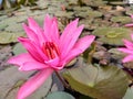 The pink lotus flower that is almost blooming in the water pond Royalty Free Stock Photo