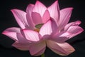 Pink lotus flower blooms against a dark background, its petals translucent with sunlight shining through Royalty Free Stock Photo