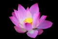 Pink lotus flower blossom on black background. Blooming beautiful nelumbo nucifera isolated on dark backgrounds. Royalty Free Stock Photo