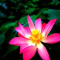 Pink Lotus flower with bright yellow middle