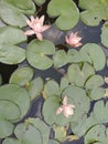 A pink Lotus flower with broad leaves