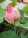 Pink lotus flower bud closeup Royalty Free Stock Photo