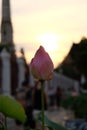 Pink lotus flower bud in the evening. Blur background