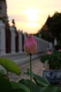Pink lotus flower bud in the evening. Blur background