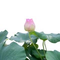 Pink lotus flower bud with lotus leaves Royalty Free Stock Photo