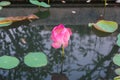 Pink lotus flower bud in the pond