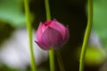 Pink lotus flower bud in the pool Royalty Free Stock Photo